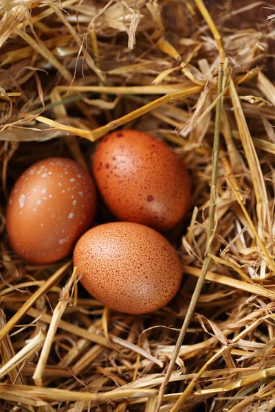 fresh, organic, chicken eggs in the nest, close-up