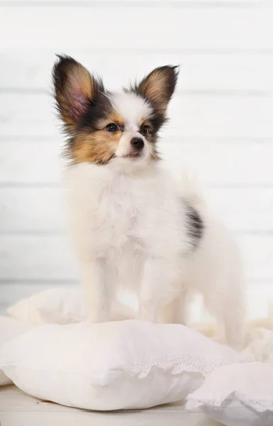 Söt Valp Papillon Rasen Står Vita Kuddar — Stockfoto