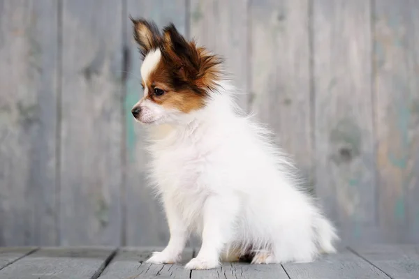 Retrato Filhote Cachorro Bonito Papillon Fundo Madeira — Fotografia de Stock