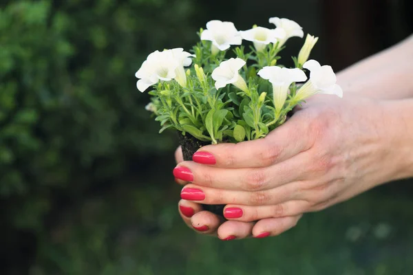 Buske Småaktiga Vit Petunia Kvinnliga Händer — Stockfoto