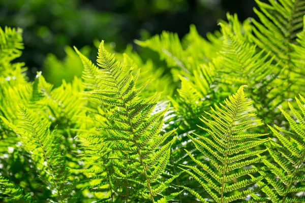 Beautyful Varens Bladeren Natuurlijke Floral Fern Achtergrond Zonlicht — Stockfoto