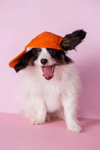 Puppy Papillon Breed Pink Background — Stock Photo, Image
