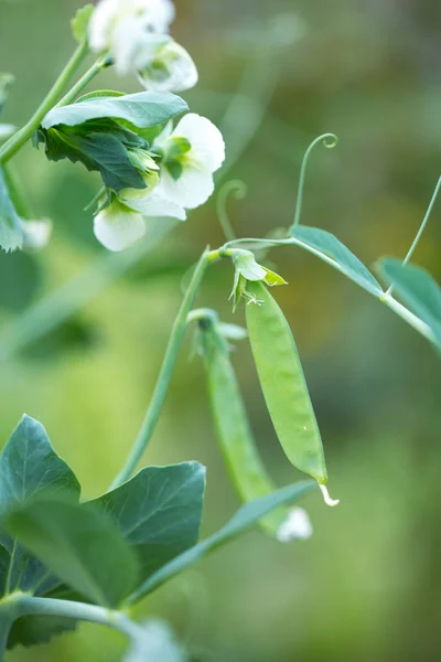 Färska Gröna Ärtor Mognar Trädgården — Stockfoto