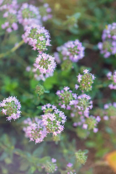 Spring Flowering Thyme Close Seasoning Herbs — Stock Photo, Image