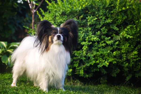 Accueil Animal Chien Race Papillon Dans Jardin — Photo