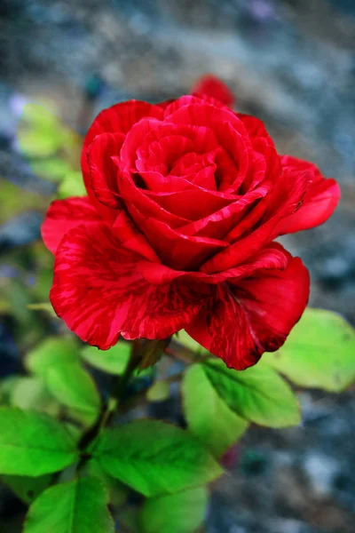 Rosa Roja Sobre Fondo Oscuro Jardín — Foto de Stock