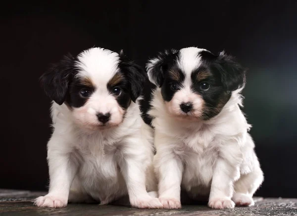 Zwei Niedliche Welpen Einer Papillon Rasse Auf Einem Hölzernen Hintergrund — Stockfoto