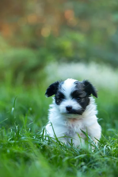 Pequeños Cachorros Lindos Papillon Sobre Hierba Verde —  Fotos de Stock