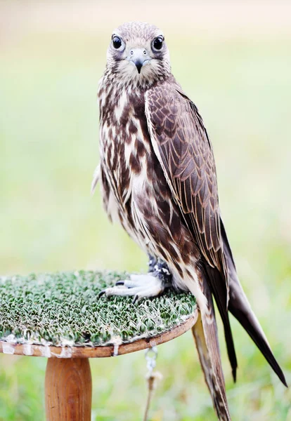 Saker Falcon Sienta Estrado Cerca —  Fotos de Stock