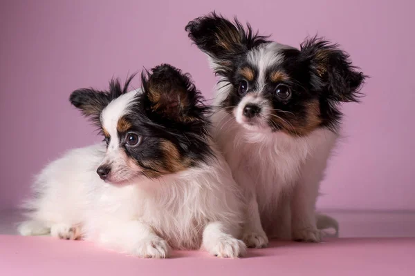 Par Cachorros Con Papillón Sobre Fondo Rosa —  Fotos de Stock