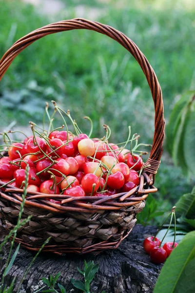 在大柳条篮子里的红色甜樱桃 — 图库照片