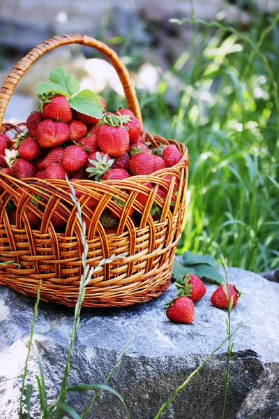 Fraises Bio Juteuses Fraîches Dans Panier Osier — Photo