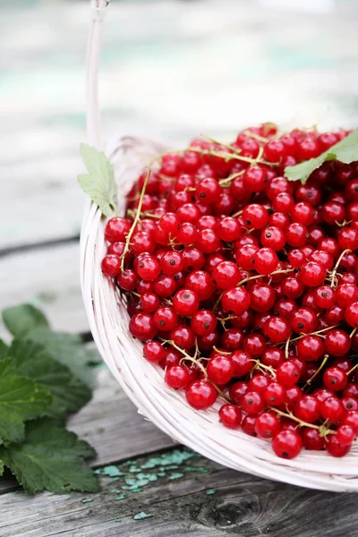 Ribes Rosso Biologico Maturo Grande Cestino Vimini — Foto Stock