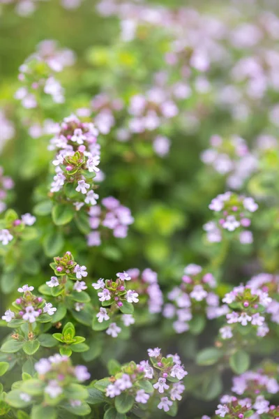 Floraison Printanière Thym Gros Plan Assaisonnement Herbes — Photo