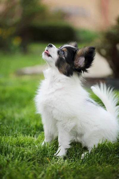 緑の芝生の上の子犬犬パピヨン — ストック写真