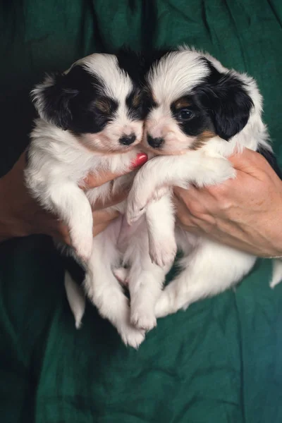 Two Little Puppies Papillon Female Hands — Stock Photo, Image
