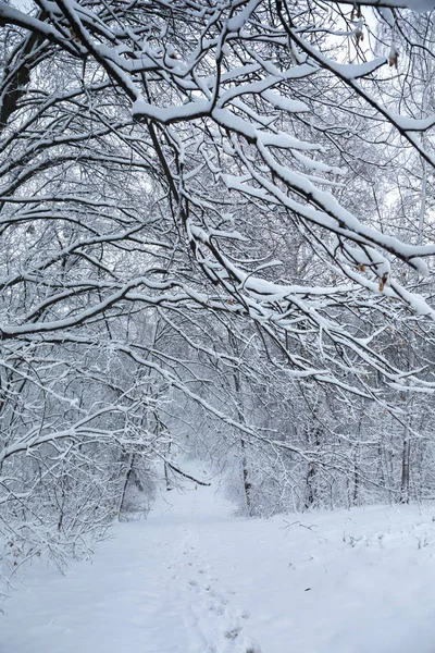 公園の雪に覆われた美しい冬の風景 — ストック写真