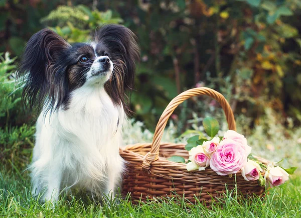 Hermoso Perro Raza Papillon Jardín Verano —  Fotos de Stock