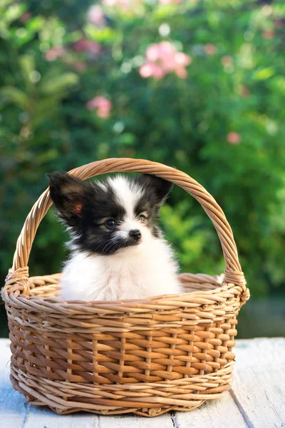 Beau Chiot Race Papillon Dans Jardin Été — Photo