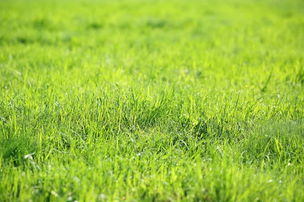 Fresh Green Juicy Grass Dewdrops Sparkling Dawn Sun Springtime Summer — Stock Photo, Image