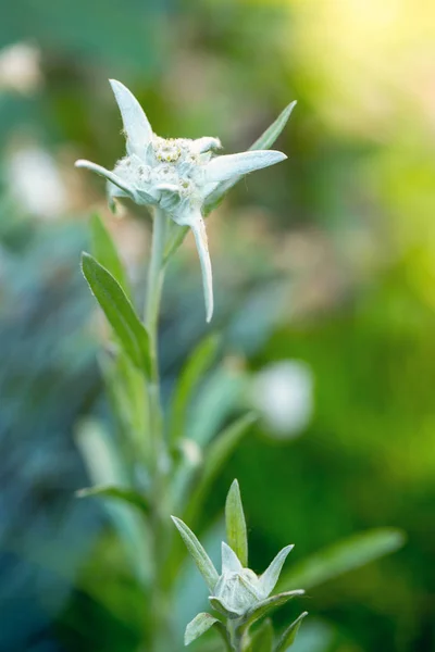 まれな花盛りのエーデルワイスの花 Leontopodium クローズ アップ — ストック写真