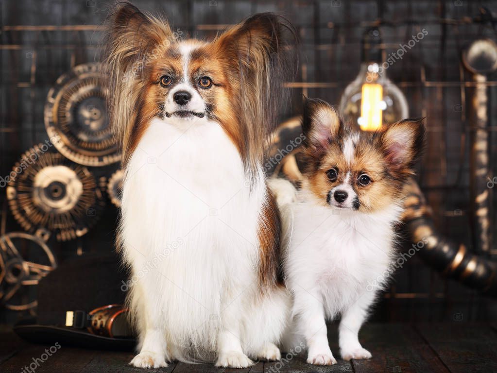 Beautiful dogs breeds papillon on a dark background in the style of steampunk