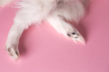 Ön plan pembe bir arka plan üzerinde köpek, alt parçasıdır