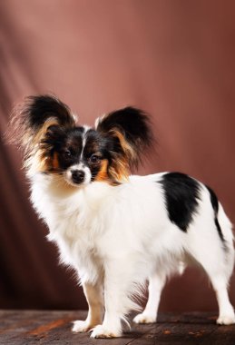 Güzel köpek doğurmak Papillon kahverengi bir arka plan üzerinde