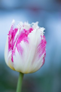 Karanlık bir arka plan üzerinde Pembe Lale closeup saçaklı. Seçici odak.