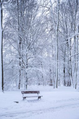Güzel kış karlı Peyzaj Park