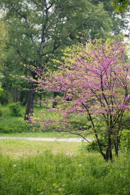 Erguvan Ağacı. Küçük Eflatun çiçekli çiçekli bahar