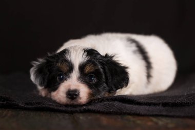 Papillon doğurmak yalnız sıkılmış köpek yavrusu