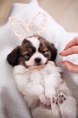 Tavşan Kulağı yalanlar üzerine beyaz bir bez ile köpek yavrusu