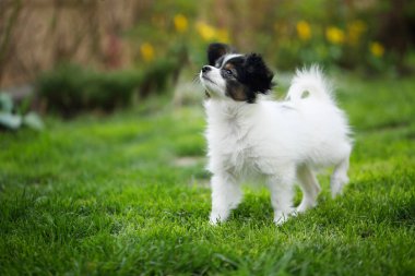 Köpek doğurmak Papillon yeşil çimenlerin üzerinde