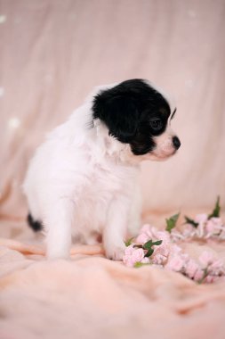 Küçük köpek yavrusu Papillon pembe bir arka plan üzerinde