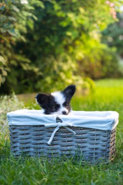 Papillon doğurmak yaz bahçede güzel köpek yavrusu