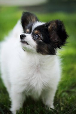 Köpek doğurmak Papillon yeşil çimenlerin üzerinde