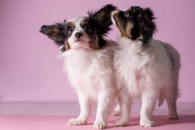 Kukla papillon üzerinde pembe bir arka plan ile çifti