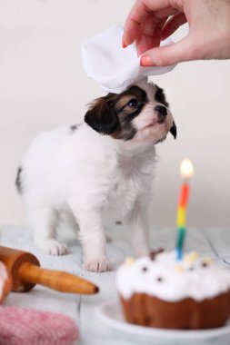 Küçük köpek yavrusu Papillon doğurmak Şef şapkalı