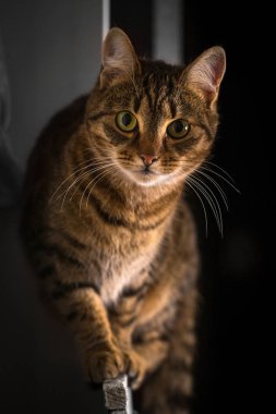 Gizlice bir genç kedi portresi