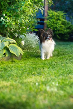 Bahçedeki doğurmak Papillon ev evde beslenen hayvan, köpek