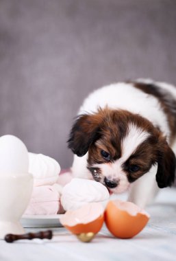 Küçük köpek yavrusu Papillon bir ev marshmallow ile