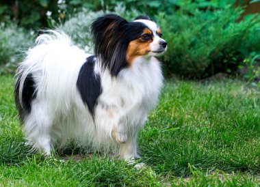 Bahçedeki çimlerin üstünde doğurmak Papillon köpek
