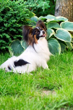 Bahçedeki çimlerin üstünde doğurmak Papillon köpek