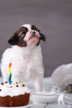Küçük köpek yavrusu Papillon ile bir kutlama pastası