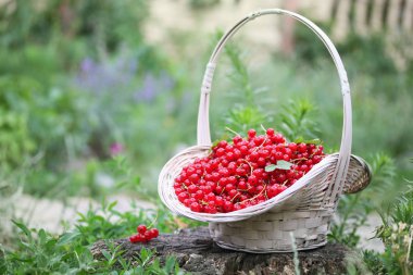 Olgun organik kırmızı kuş üzümü büyük hasır sepet