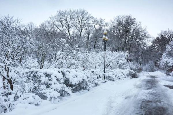 Hermoso Paisaje Nevado Invierno Parque — Foto de Stock