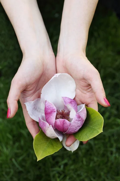 在女性手中的美丽大粉色玉兰花 — 图库照片