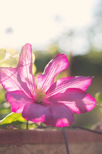 Mooie Grote Roze Clematis Bloemen Tuin — Stockfoto