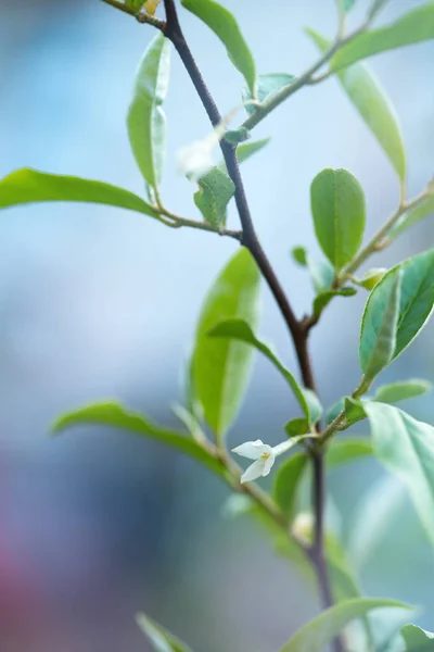 Våren Gren Med Blommande Blommor Elaeagnus Multiflora — Stockfoto